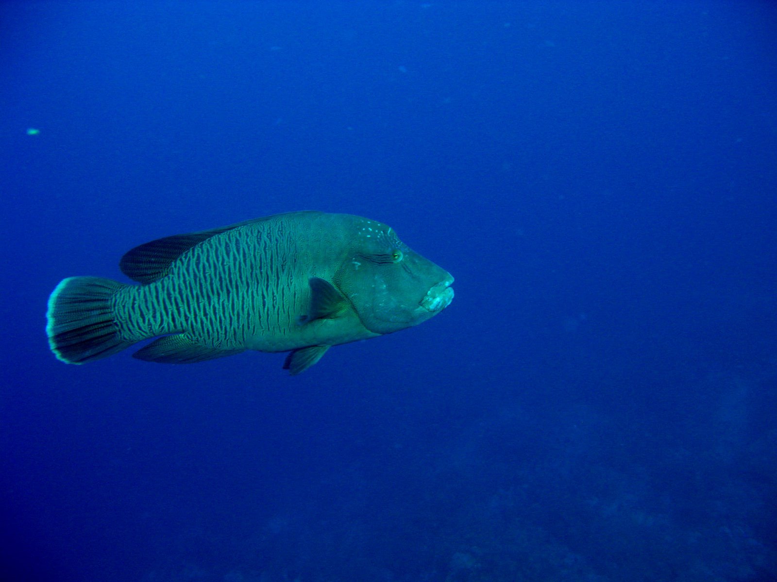 napoleonvis napoleonvis