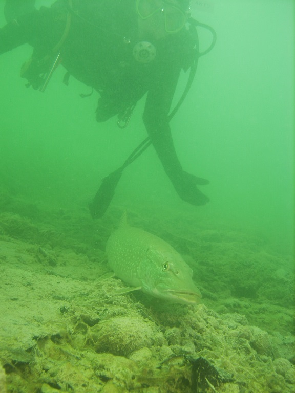 Walch_2011_1003_113205AA1